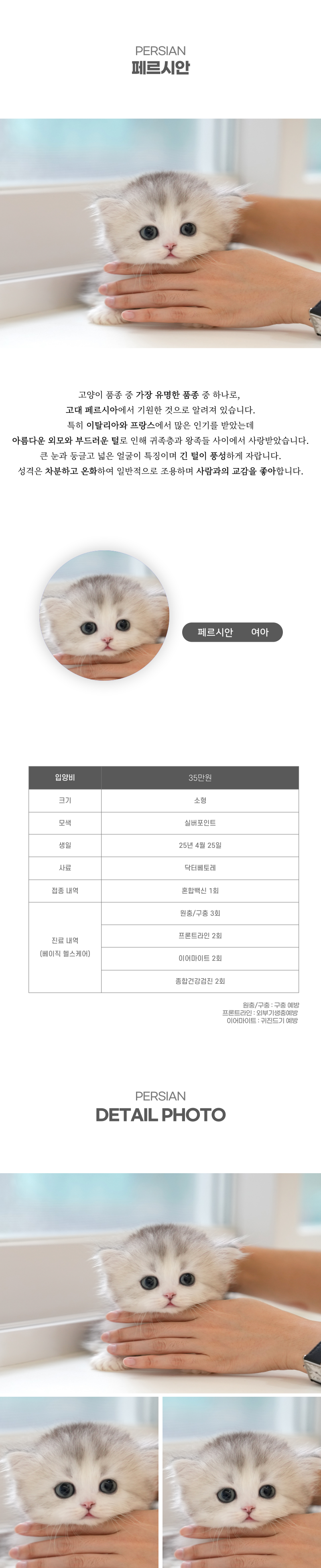 페르시안_상세이미지_2